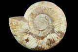 Perisphinctes Ammonite - Jurassic #90446-1